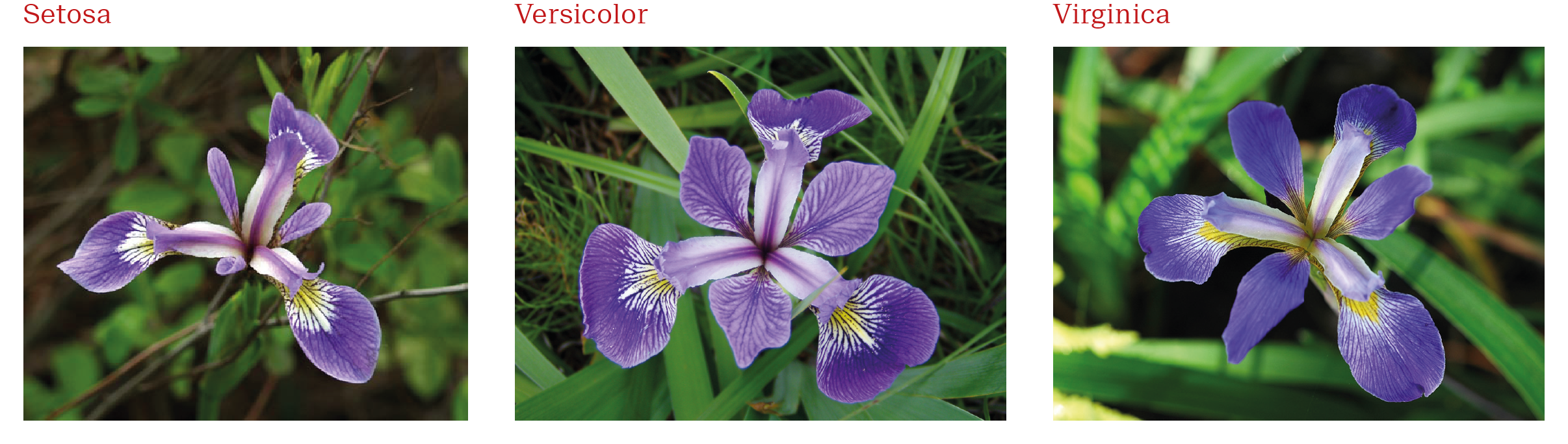 The three Iris species in the iris dataset: _Iris setosa_, _Iris versicolor_ and _Iris virginica_